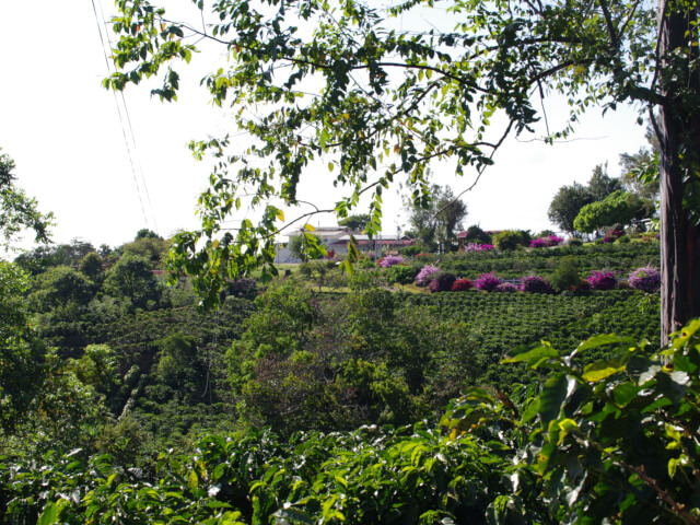 コスタリカ ハルディン・デ・アロマス キサラ ホワイトハニー