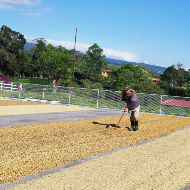 収穫と生産処理