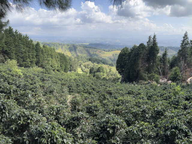 コスタリカ シュマバ ラ・レホージャ ゲイシャ ブラックムーン