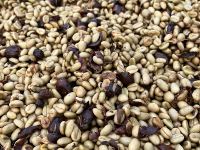 コスタリカ シュマバ チャヨテ オレンジブルボンレポサドYH