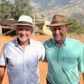 ブラジル　ランチョ・サン・ベネディート　イエローブルボンPN