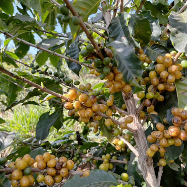 ランチョ・サン・ベネディート