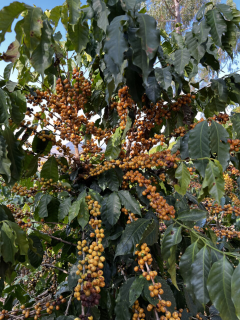 ブラジル　セーハ・ダス・トレス・バハス　アララ　ナチュラル