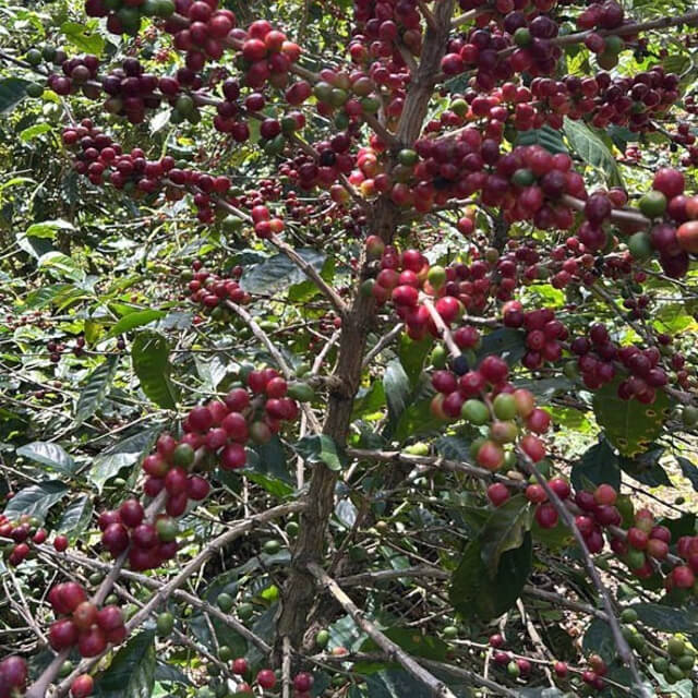 高地栽培の難しさ