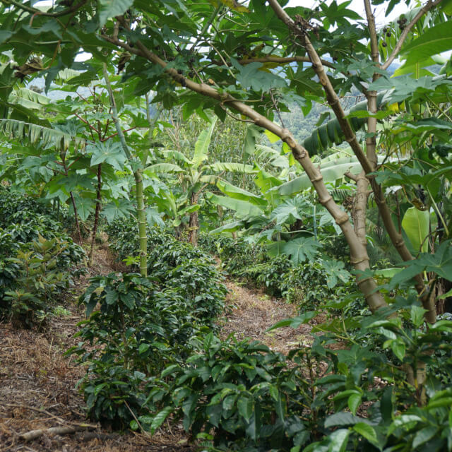 シドラ種の伝搬