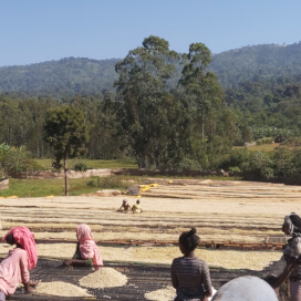 エチオピア　イルガチェフェG-1　ウォルカ農協　ウォッシュド