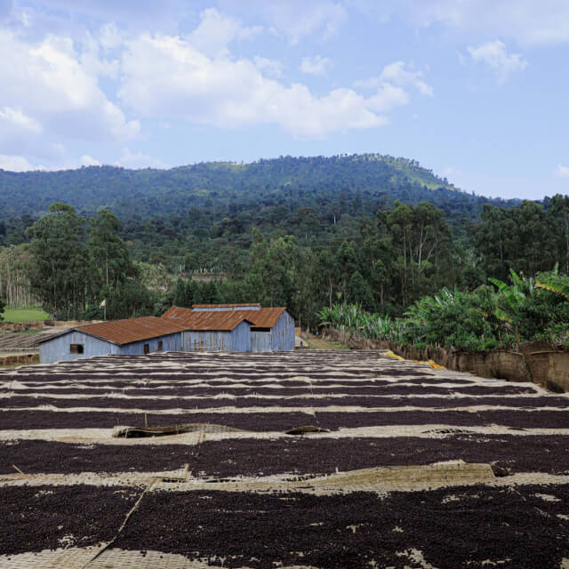 イルガチェフェコーヒー