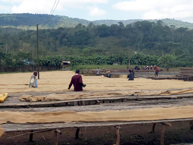 エチオピア　イルガチェフェG-1　ウォルカ農協　ナチュラル