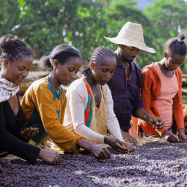 エチオピア　イルガチェフェG-1　ウォルカ農協　ナチュラル