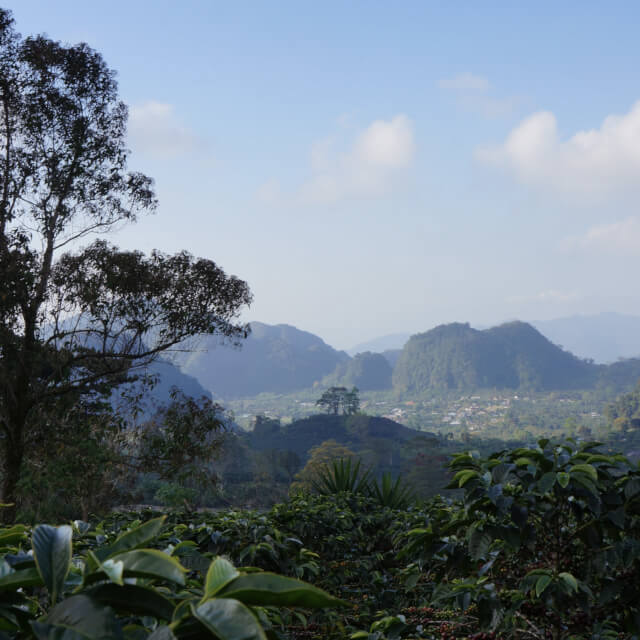 サンタバルバラの名門農園