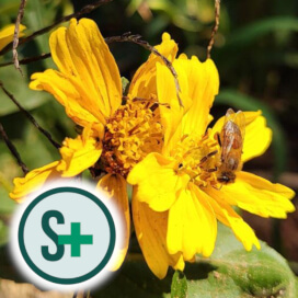 ブラジル SUSTENTA+ ババブレンド ナチュラル