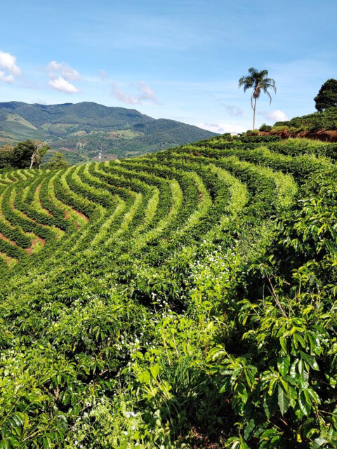 ブラジル SUSTENTA+ ババブレンド ナチュラル