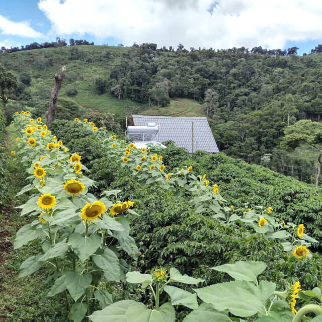 SUSTENTA+プロジェクト