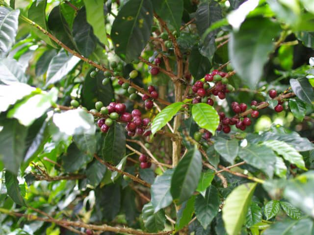 ニカラグア　エンバシー農園　ジャバニカ　ナチュラル