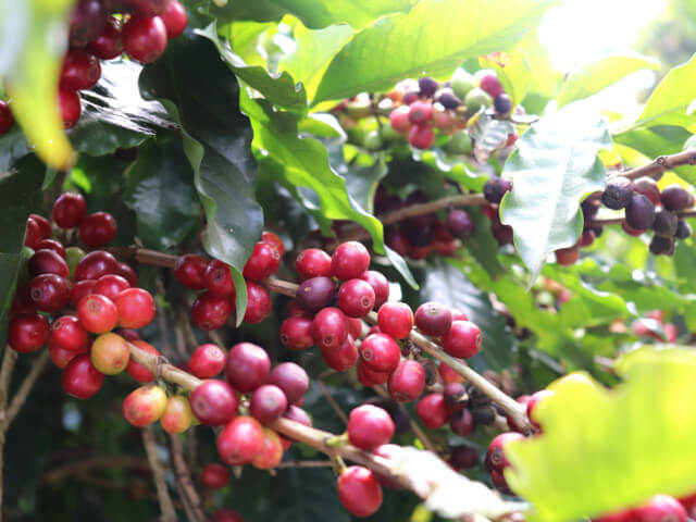 ブラジル　ファゼンダ・カッシャンブー　アララ　BANGAナチュラル