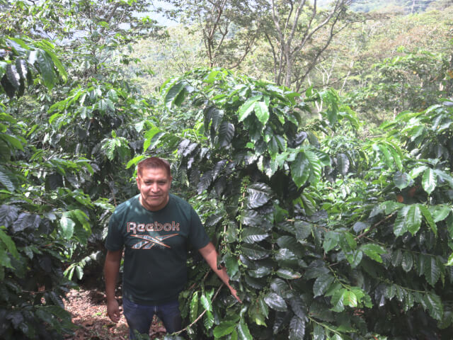 メキシコ　ラス・バランカス　マルセジェサ　ウォッシュド