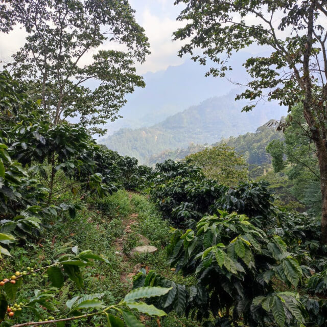 ラス・バランカス農園