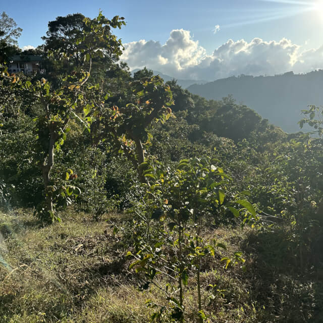 サン・イシドロ・ラブラドール