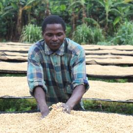 ブルンジ　ブテガナ・ウォッシングステーション　FW