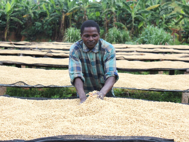 ブルンジ　ブテガナ・ウォッシングステーション　FW