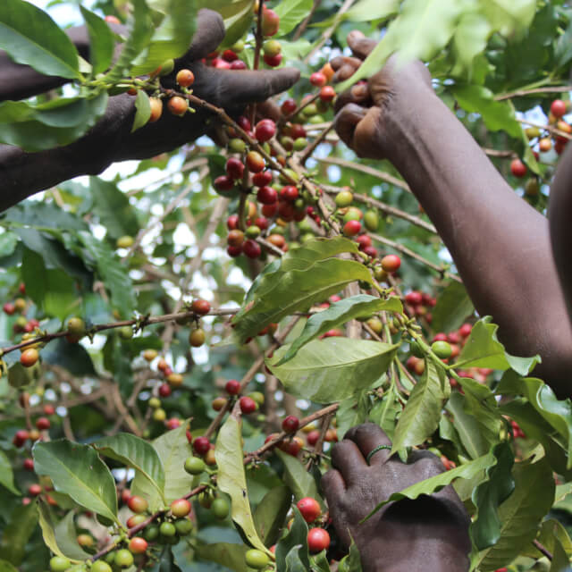 ブテガナのコーヒー生産