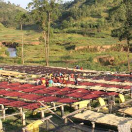 ブルンジ　ギシャ・ウォッシングステーション　FW