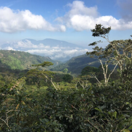 ホンジュラス　サンタルシア農園　カソナ　ゲイシャ