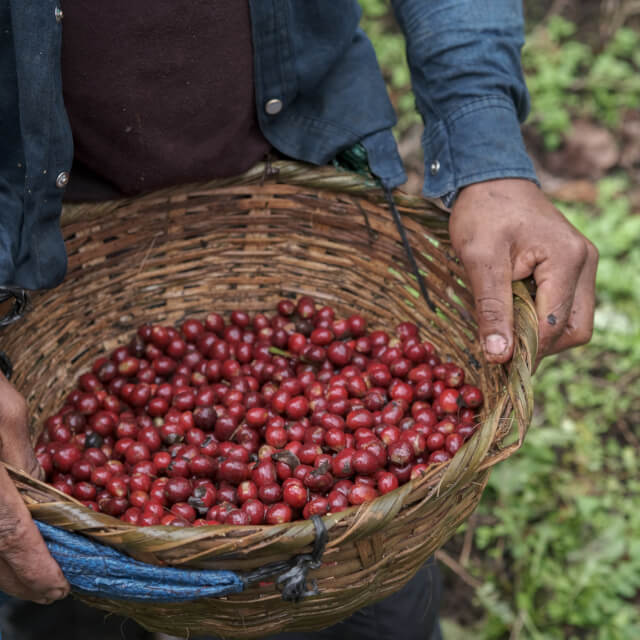サンタ・ルシアのコーヒー生産