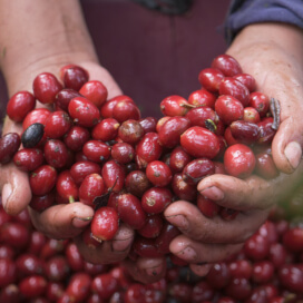 ホンジュラス　サンタルシア農園　トリアングロ　ゲイシャ