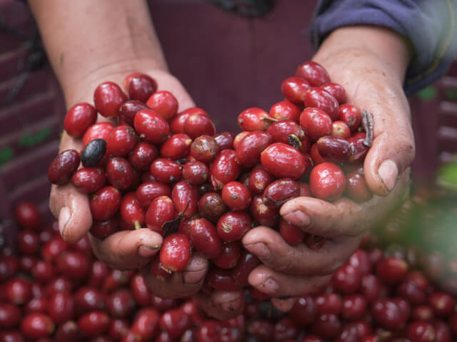 ホンジュラス　サンタルシア農園　トリアングロ　ゲイシャ