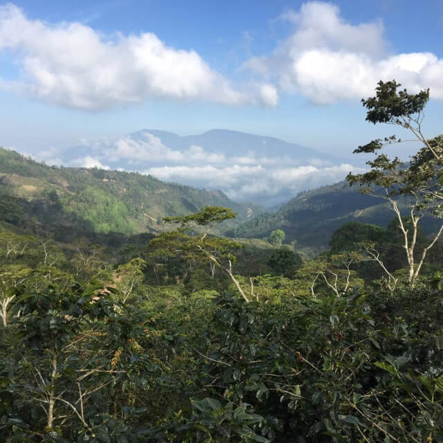 サンタ・ルシア農園