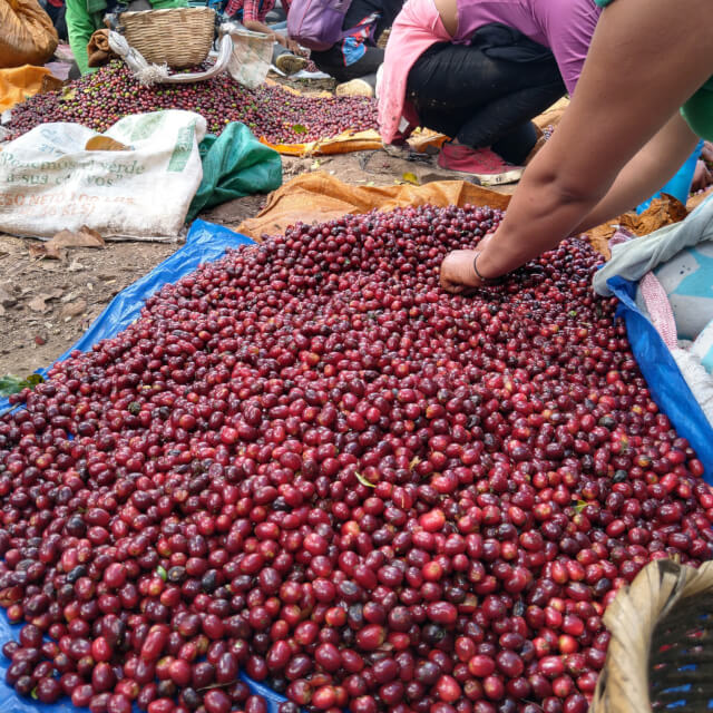 サンタ・ルシアのコーヒー生産
