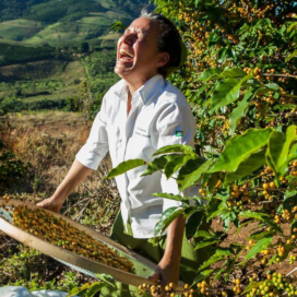 ブラジル サンタ・アリーナ農園 イエローブルボン ナチュラル