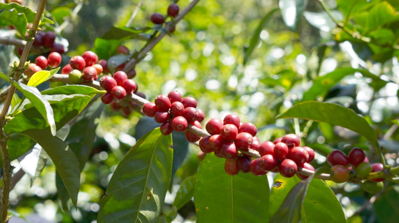 ゲイシャ種の写真